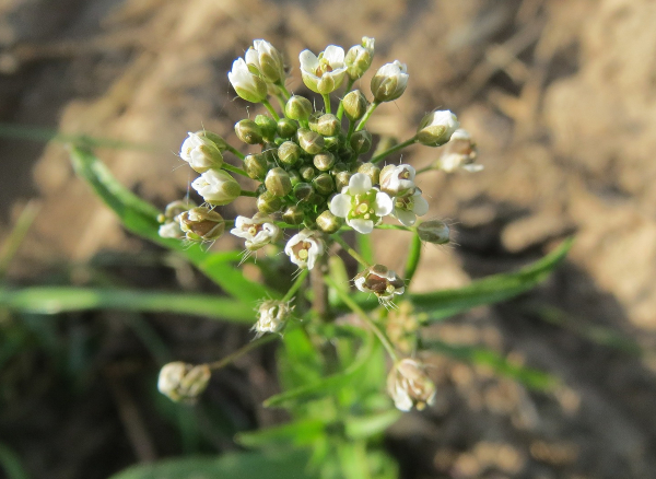 Shepherd’s Purse, also known as Capsella Bursa-Pastoris. A winter annual weed with small white petals and pointed leaves